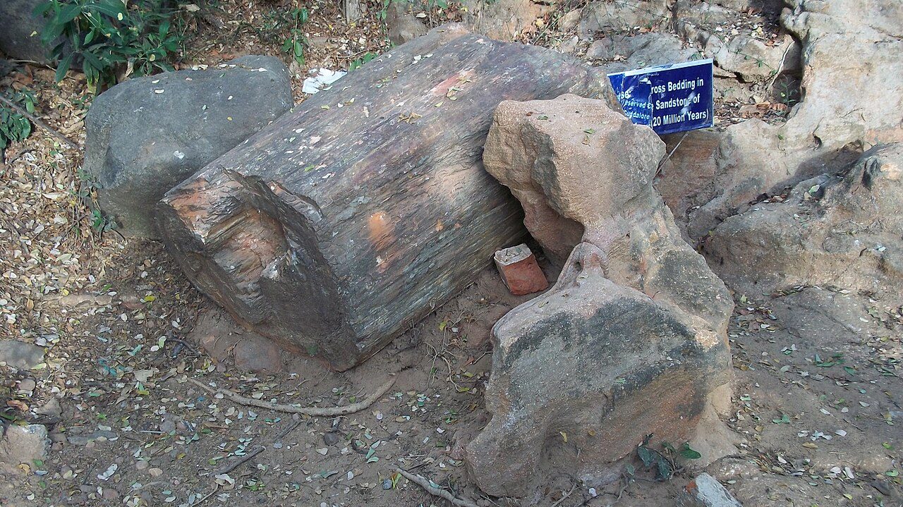 National Fossil Wood Park Thiruvakkarai