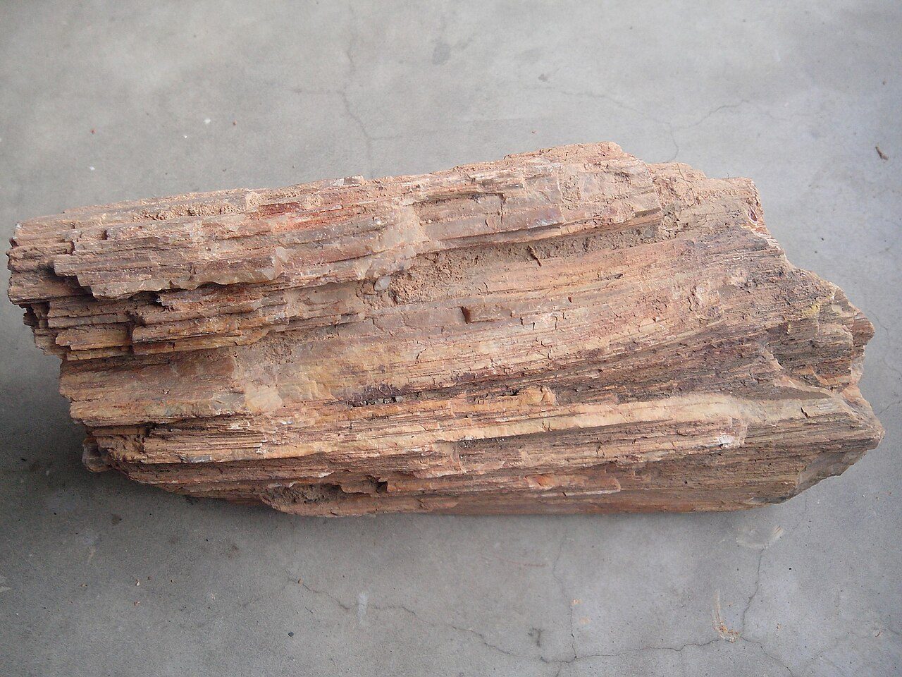 National Fossil Wood Park Thiruvakkarai
