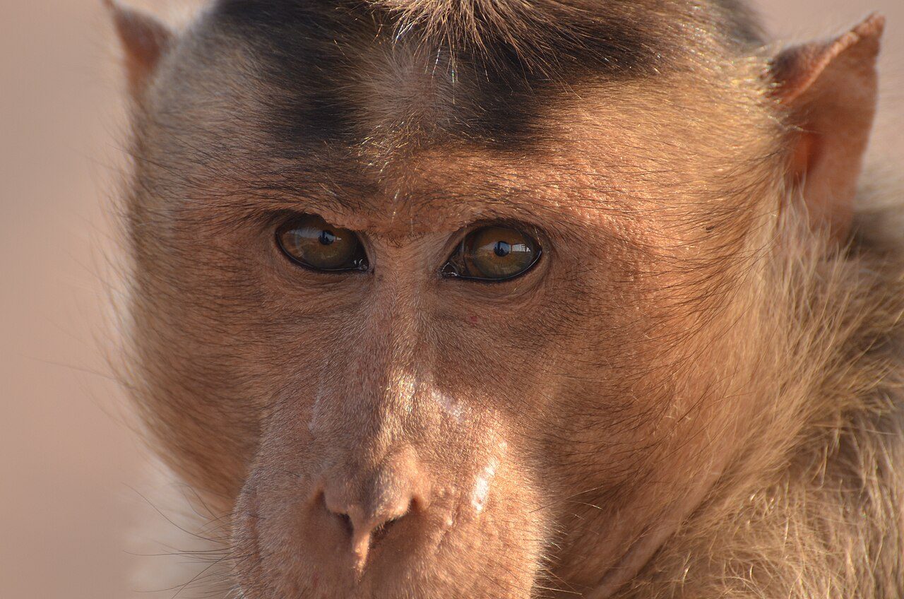 Daroji Sloth Bear Sanctuary