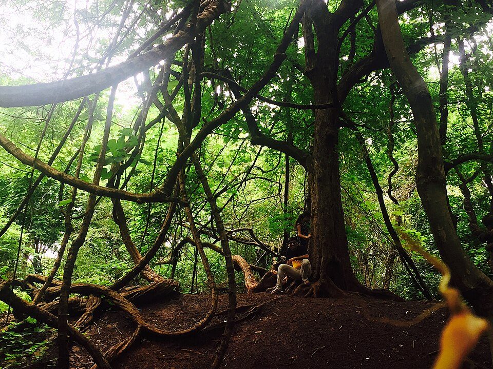 Ananthagiri Hills