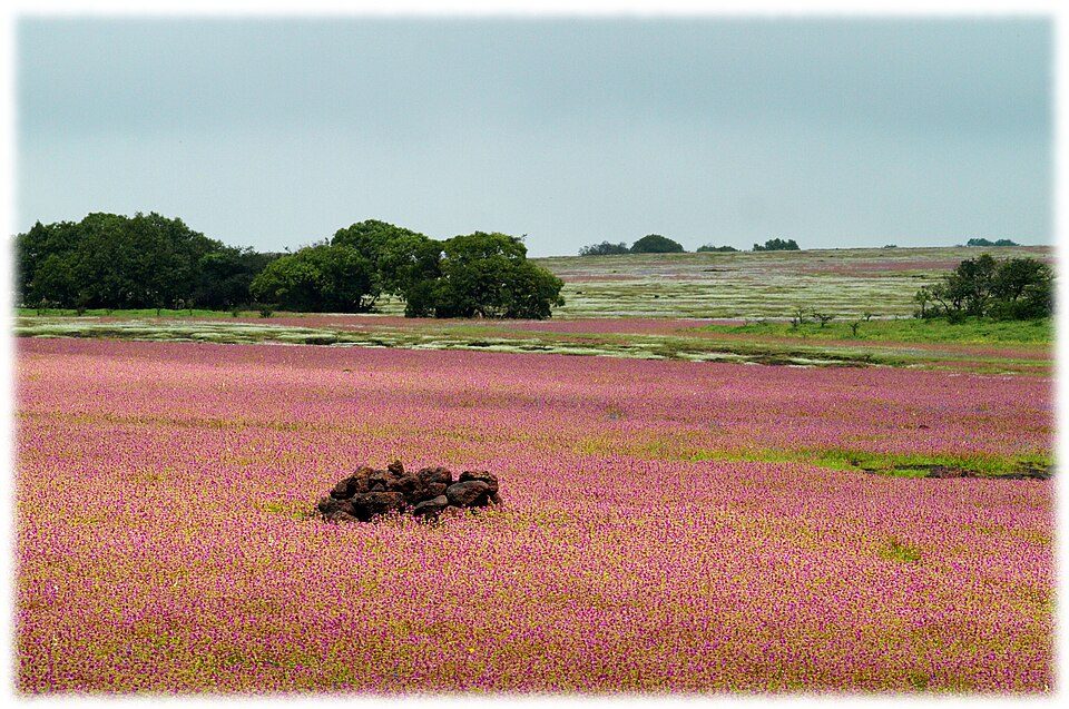 Kaas Plateau
