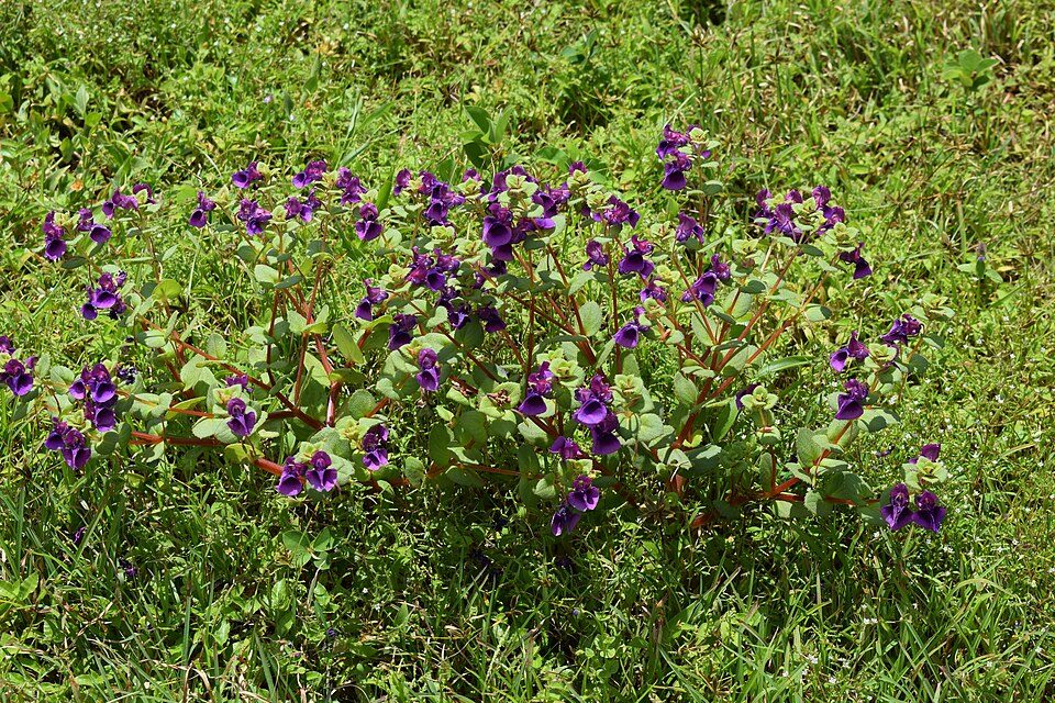 Kaas Plateau