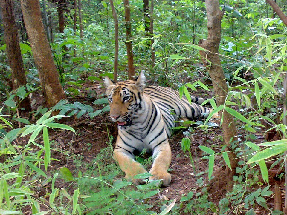 Nagpur, Tadoba and Markanda in 3 Days