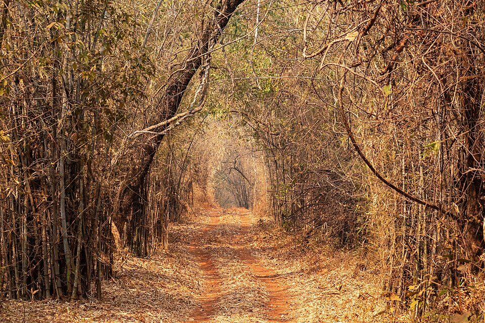 Tadoba Andhari Tiger Reserve