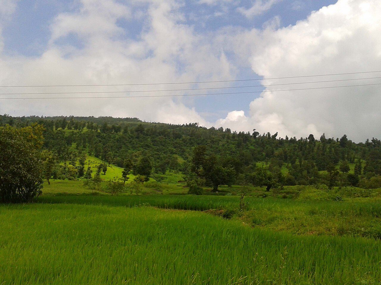 Wilson Hills