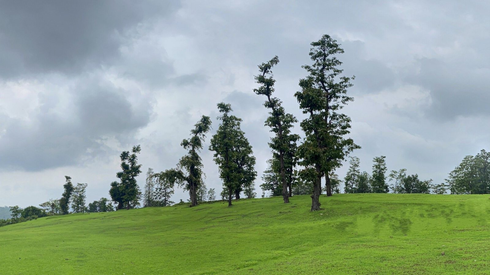 Wilson Hills