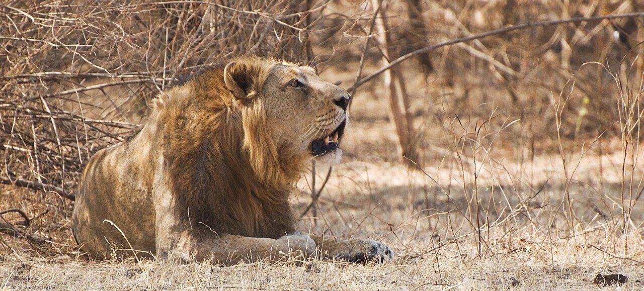 Gir National Park