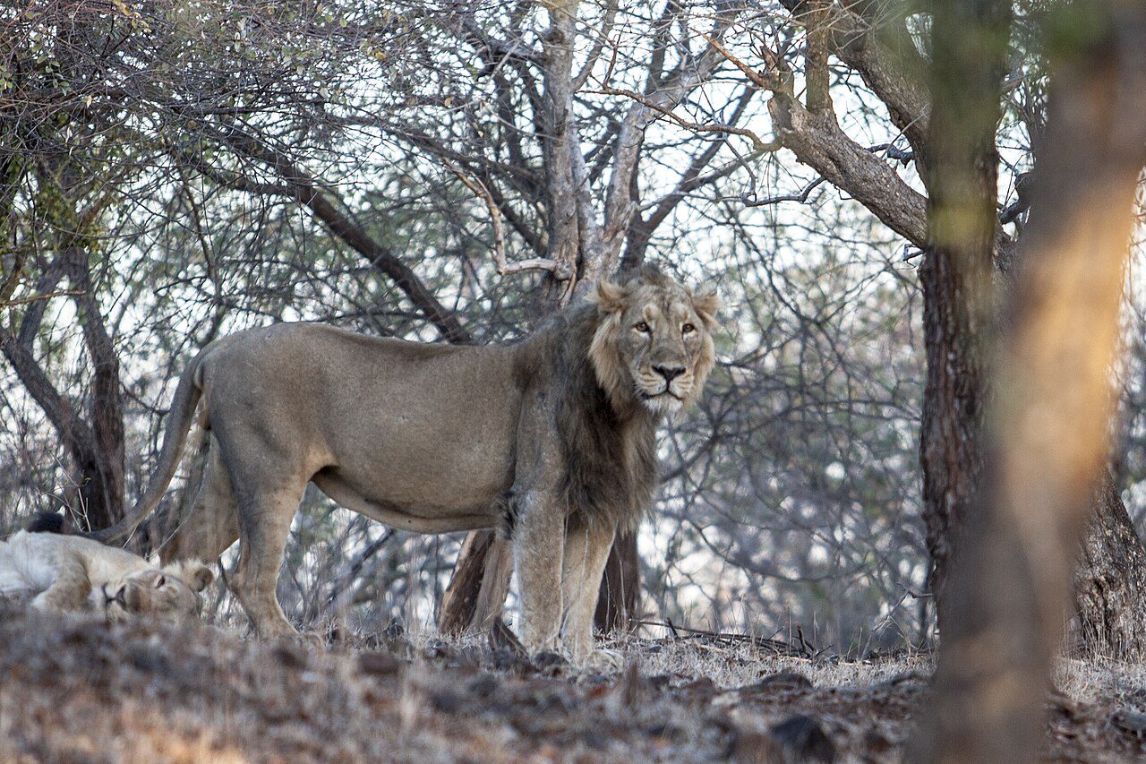 Gir National Park