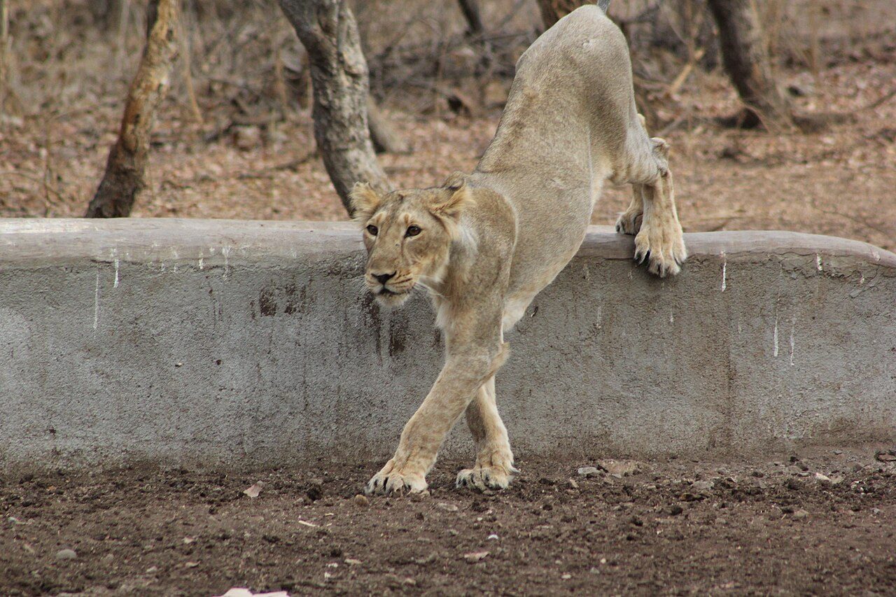 Gir National Park