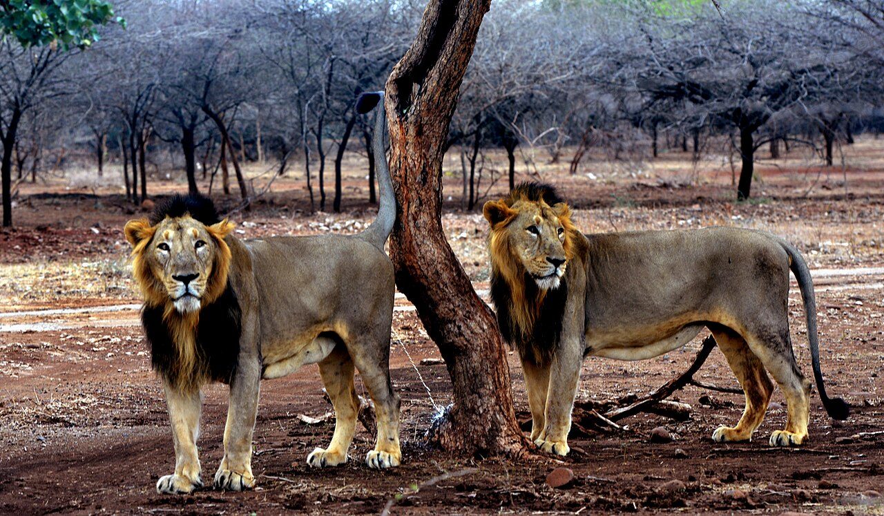 Gir National Park