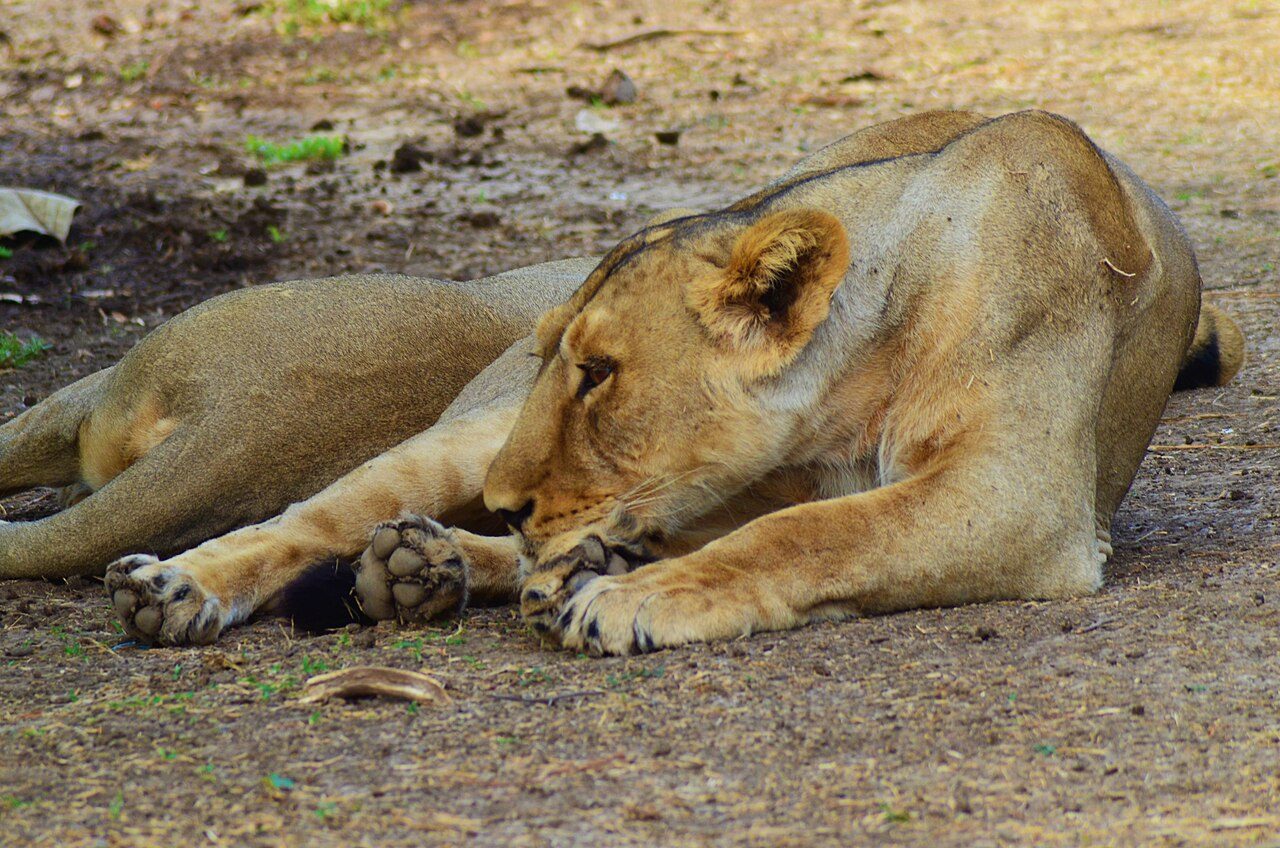 Gir National Park