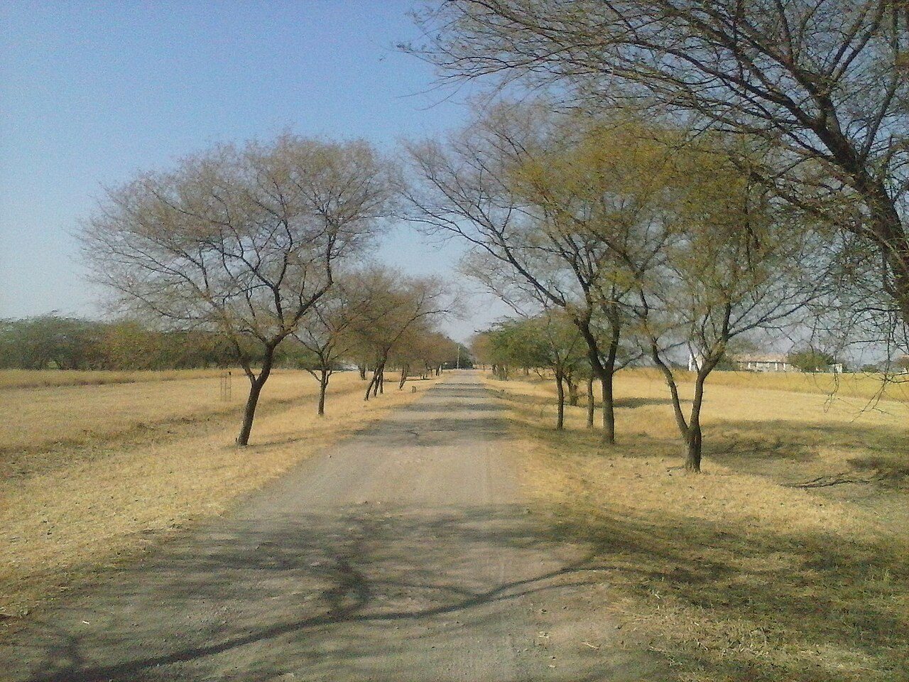 Velavadar Blackbuck National Park