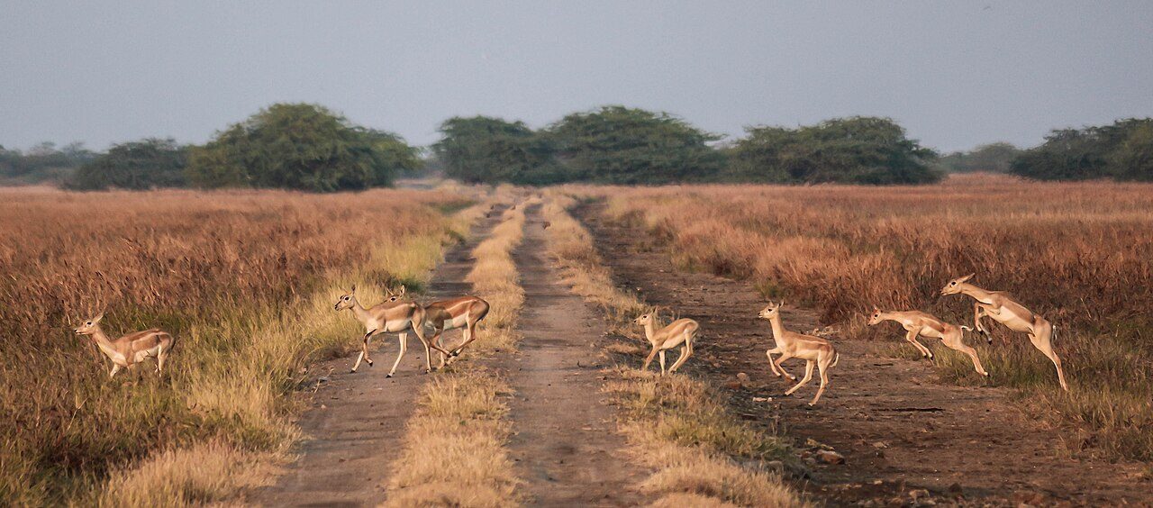 Velavadar Blackbuck National Park