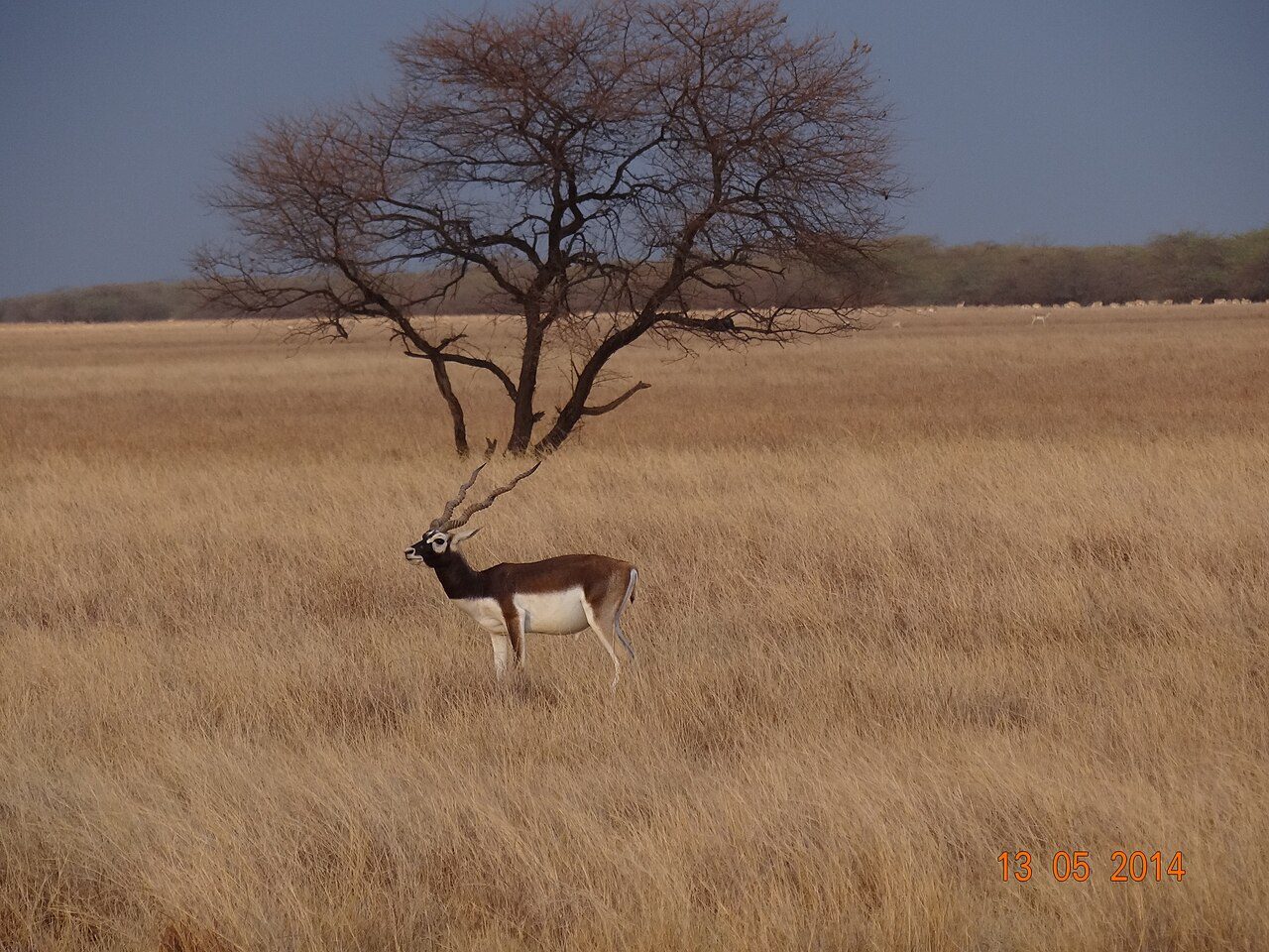 Velavadar Blackbuck National Park
