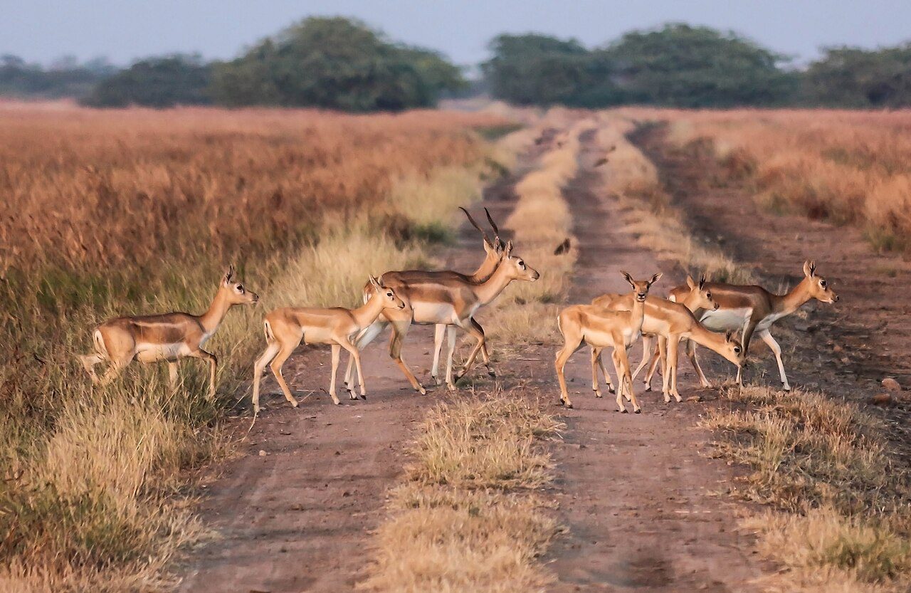Velavadar Blackbuck National Park