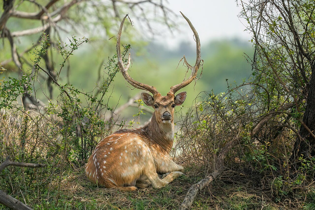 Keoladeo National Park