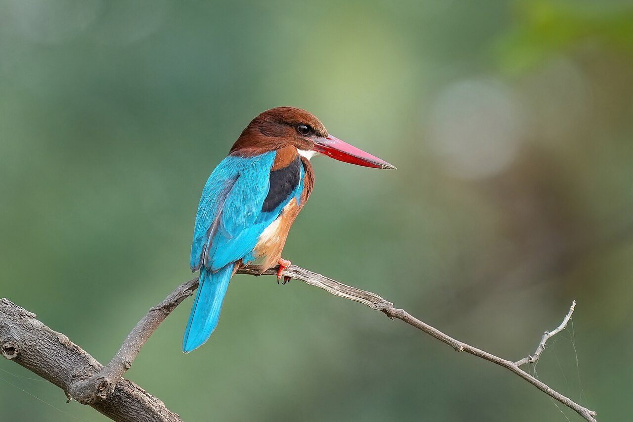 Keoladeo National Park