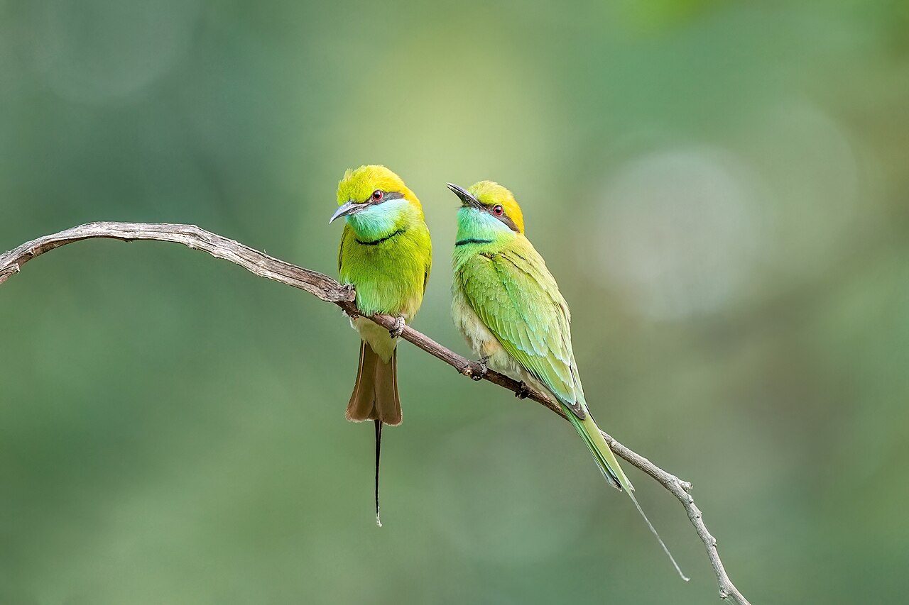 Keoladeo National Park