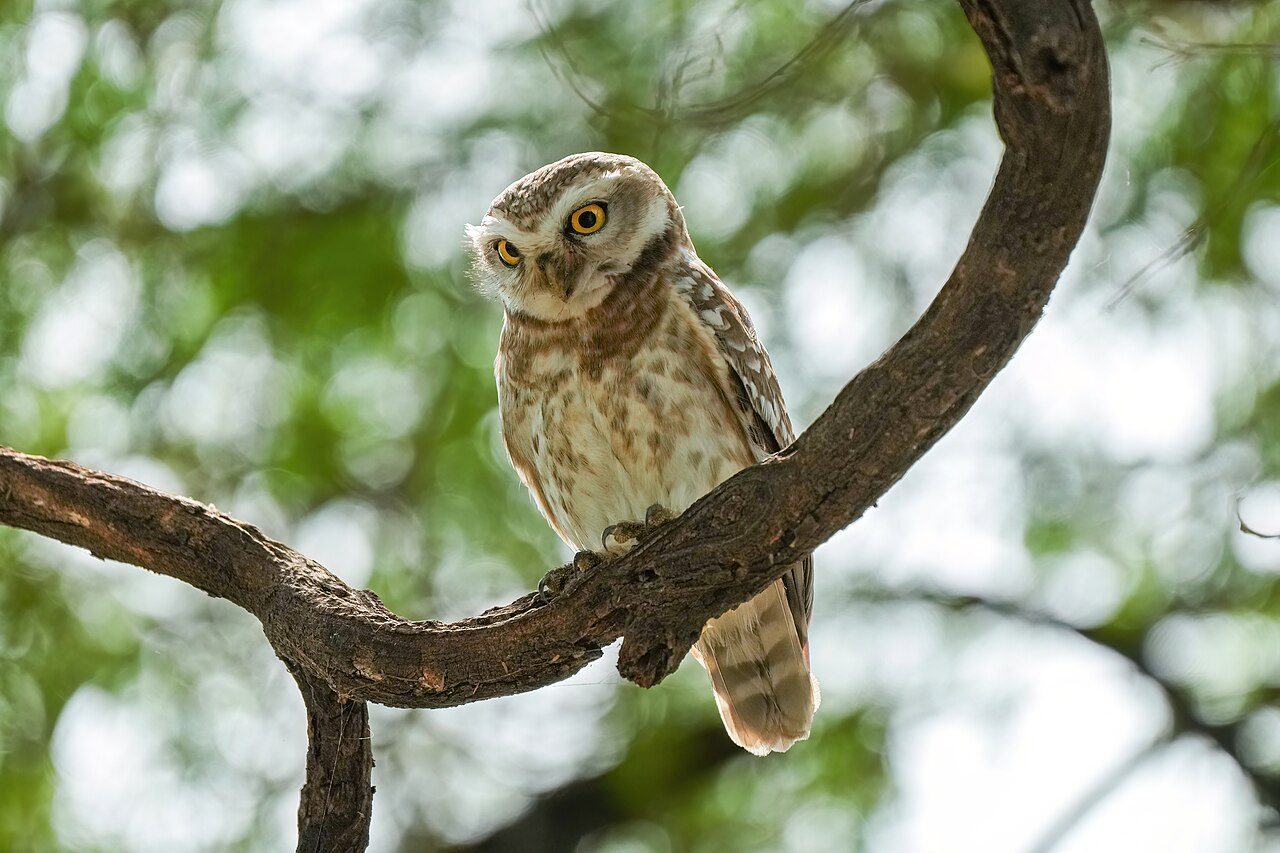 Keoladeo National Park