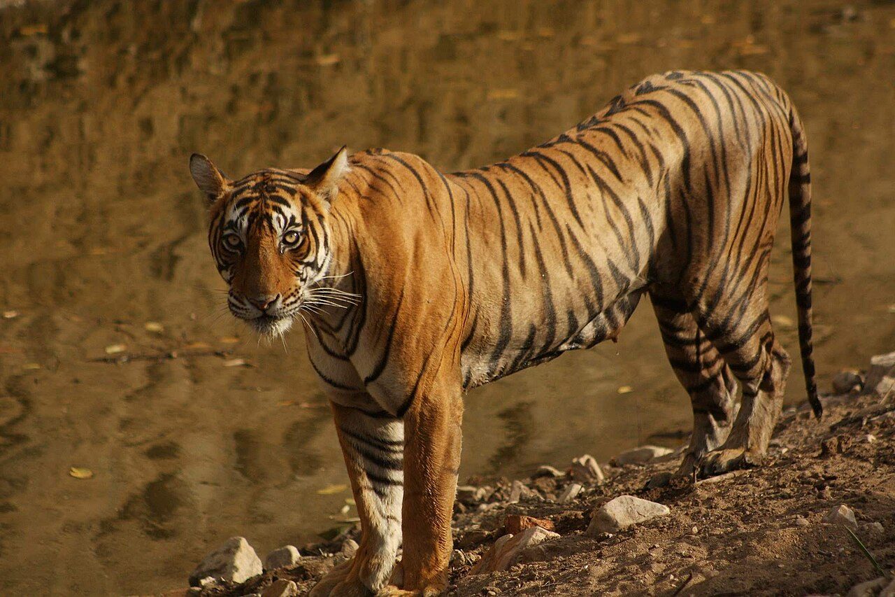 Alwar, Bharatpur and Ranthambore in 4 Days: Forts, Birds and Tigers