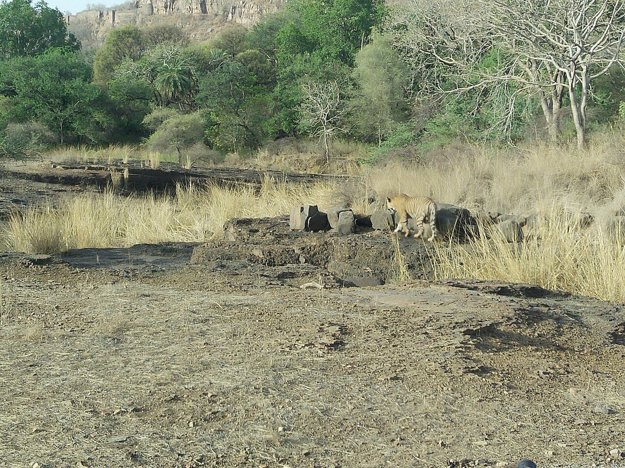 Ranthambore National Park