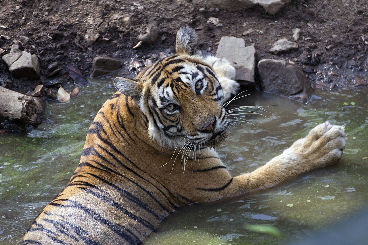 Ranthambore National Park