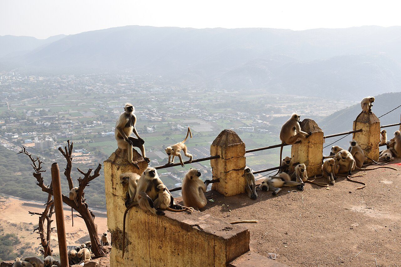 Savitri Temple Pushkar