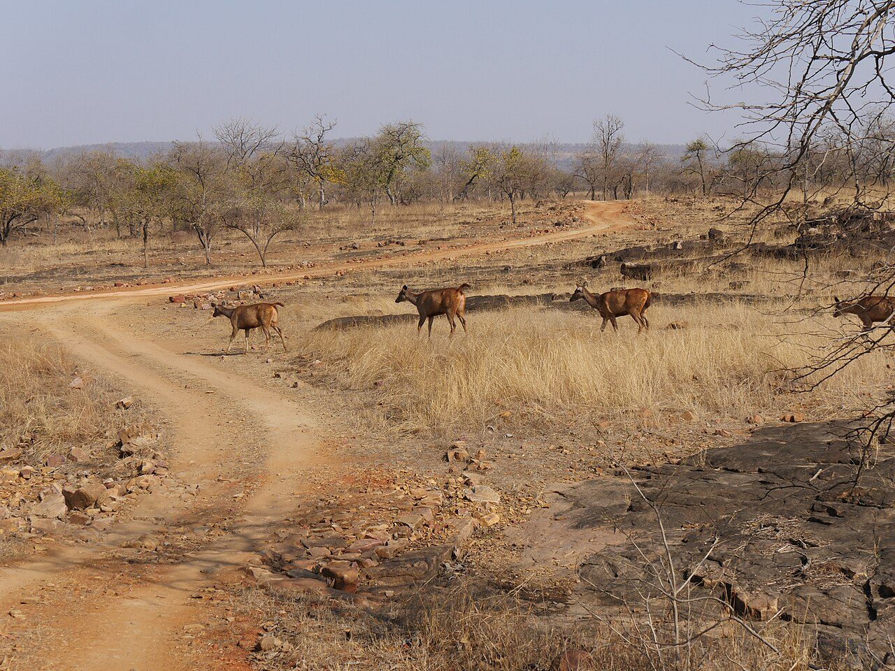 Panna National Park