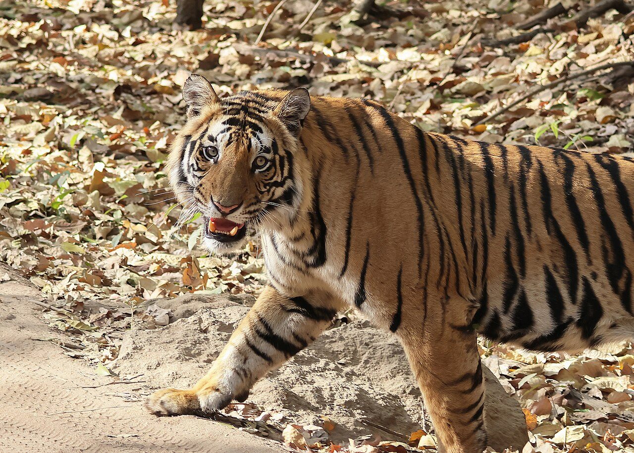 Bandhavgarh National Park