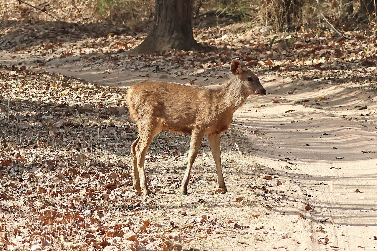 Bandhavgarh National Park
