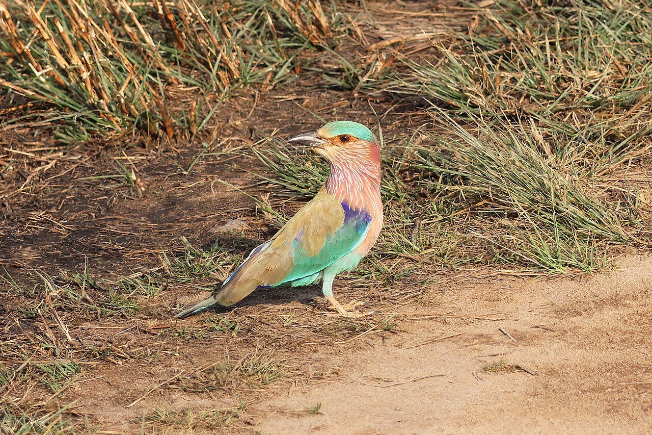 Bandhavgarh National Park