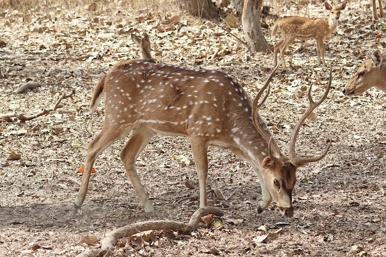 Bandhavgarh National Park