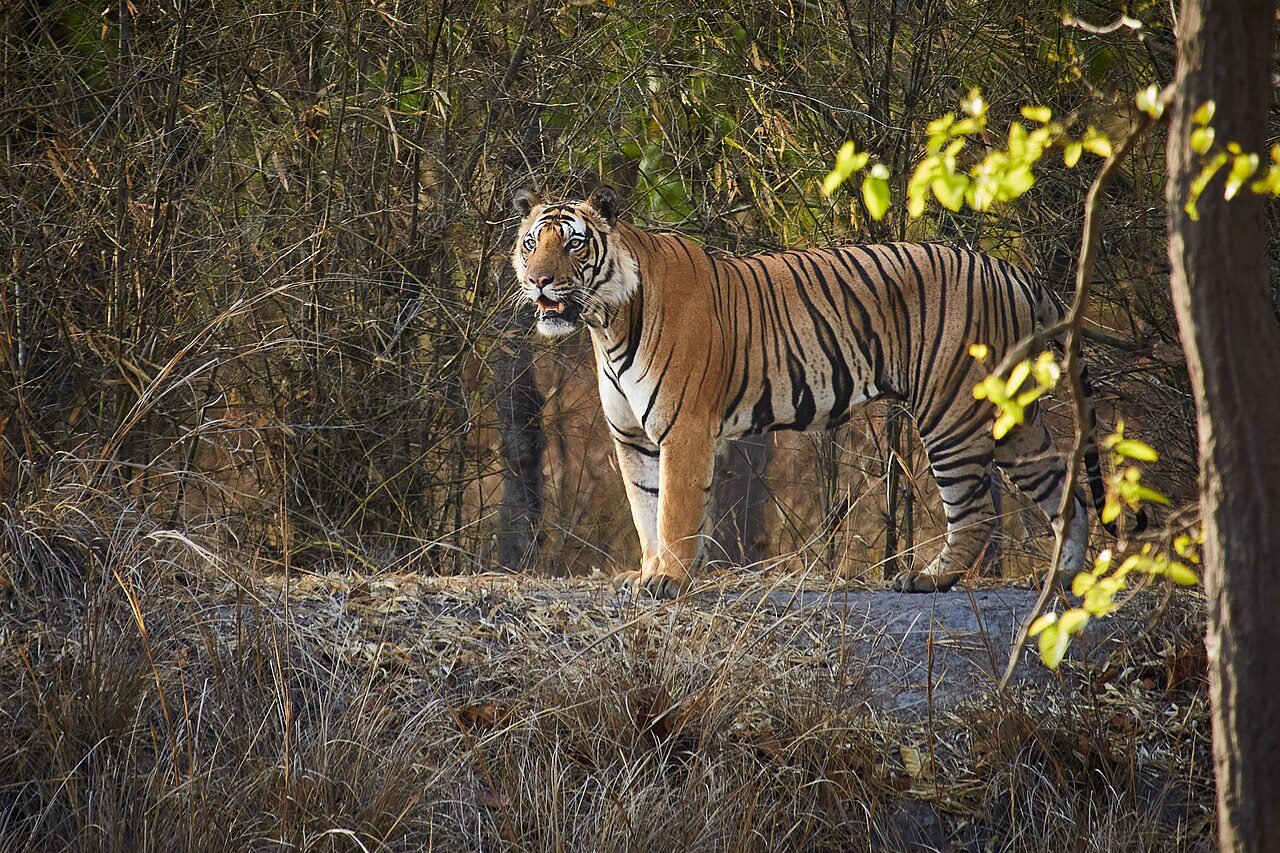 Bandhavgarh National Park