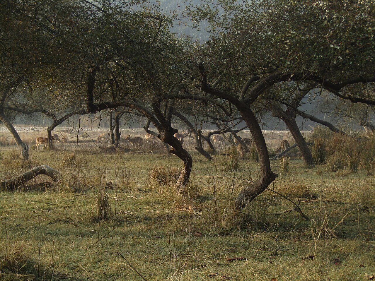 Rajaji National Park