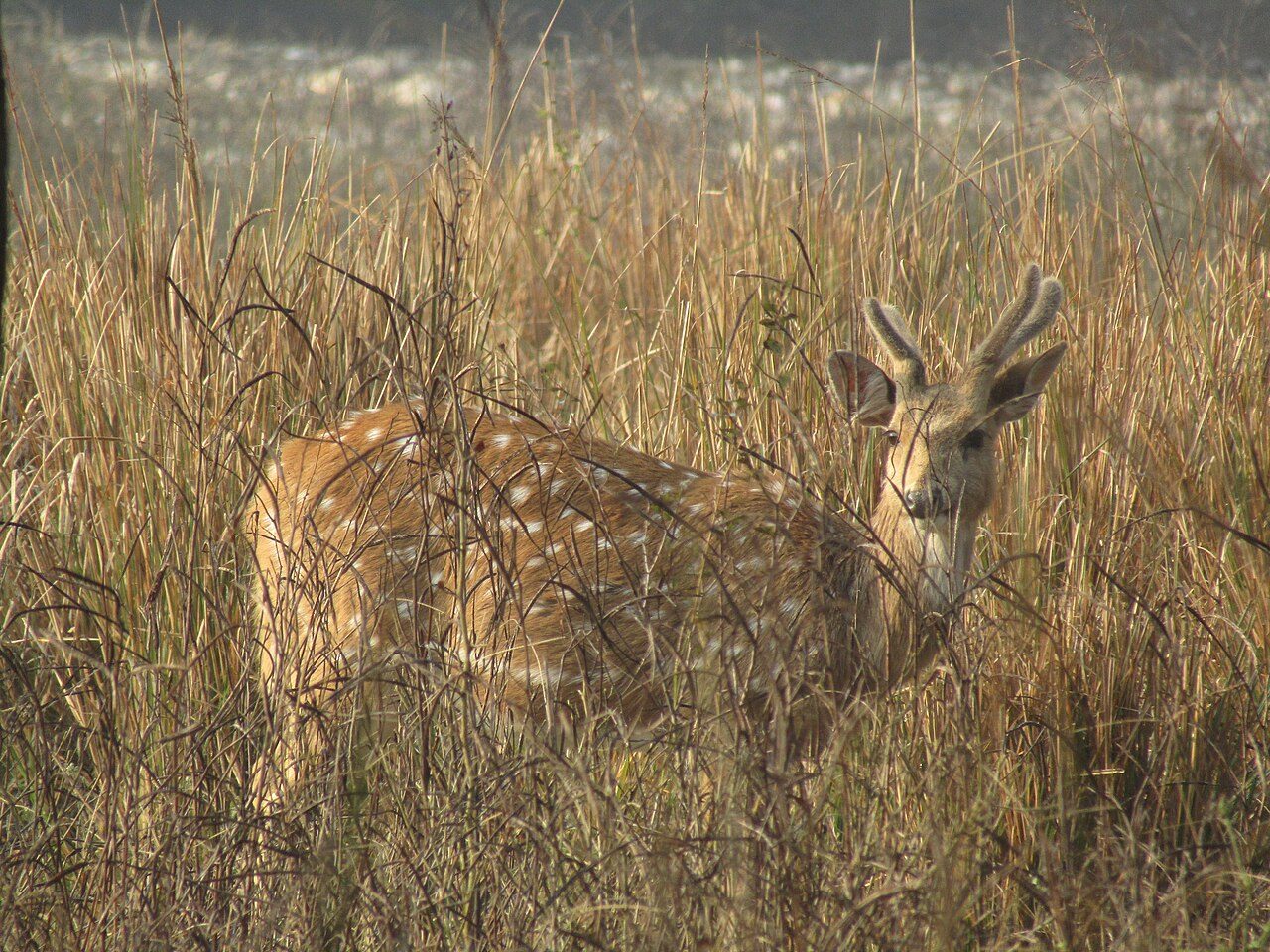 Rajaji National Park