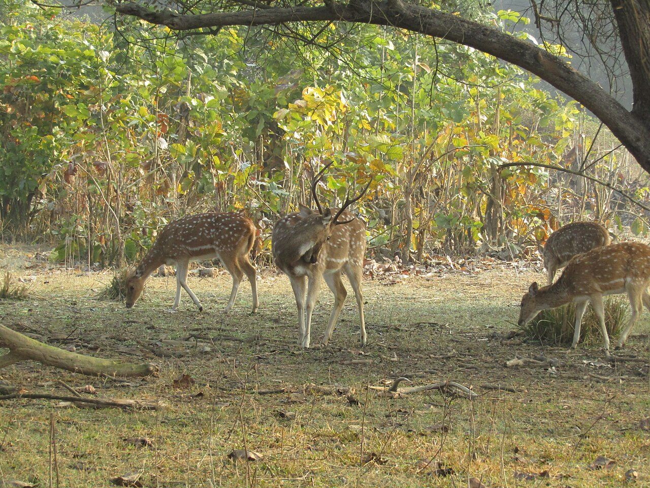 Rajaji National Park