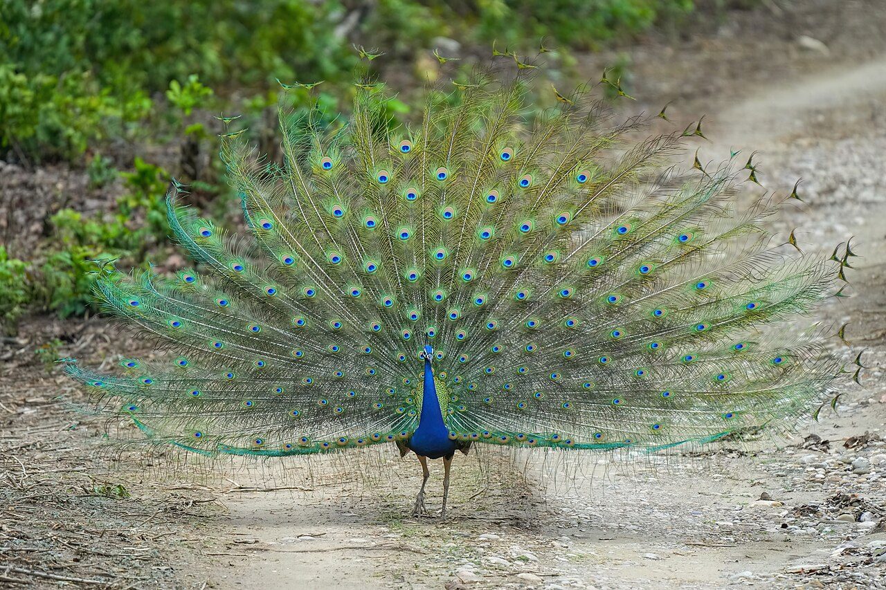 Jim Corbett National Park