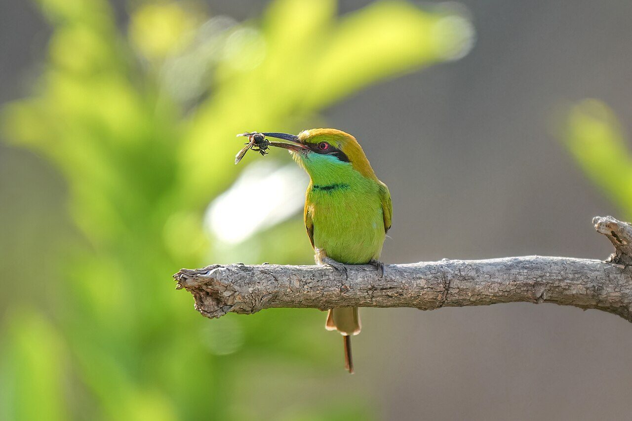 Jim Corbett National Park