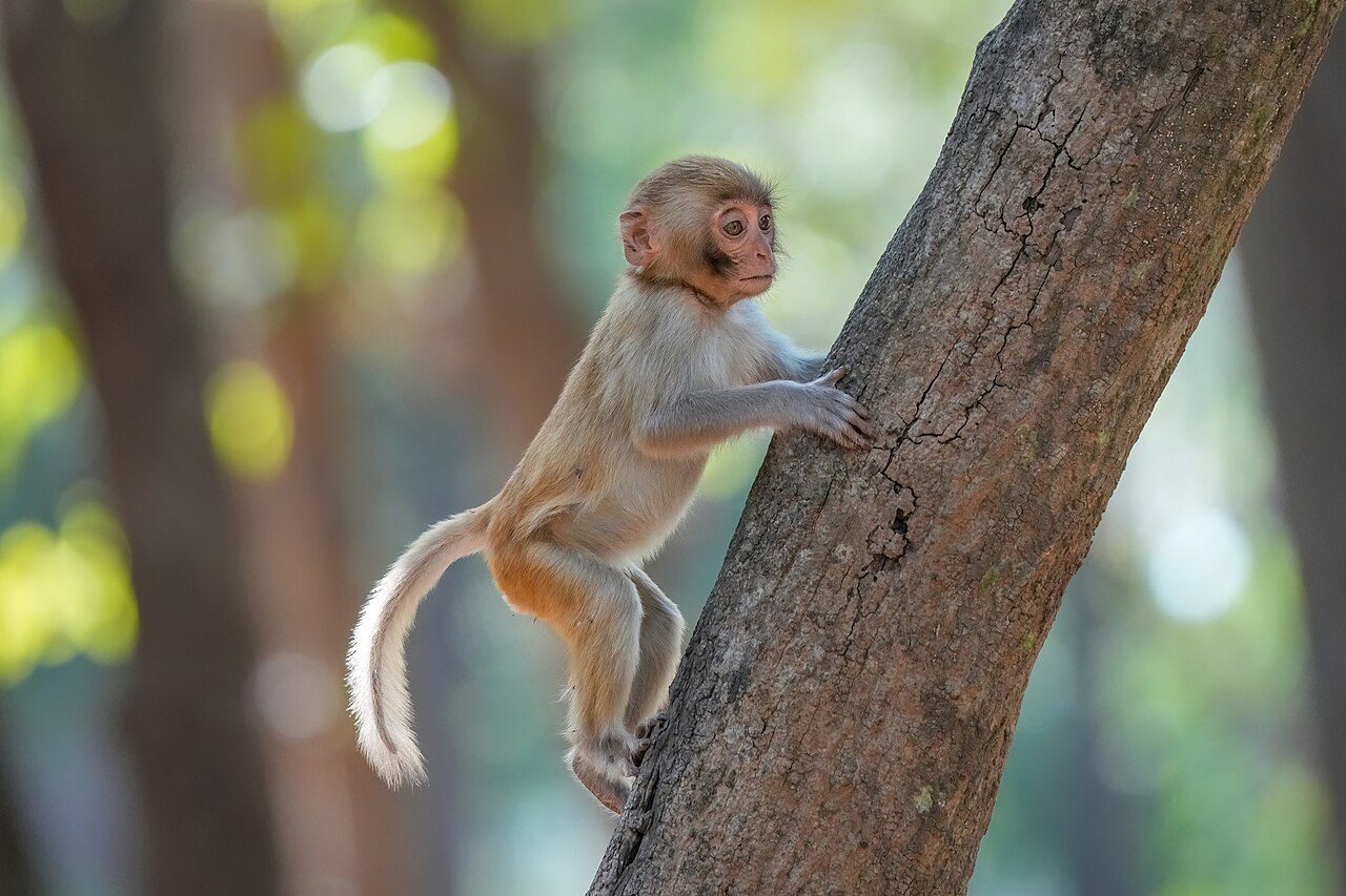 Jim Corbett National Park