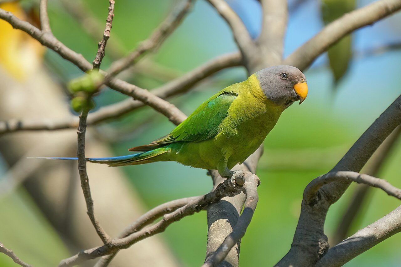 Jim Corbett National Park