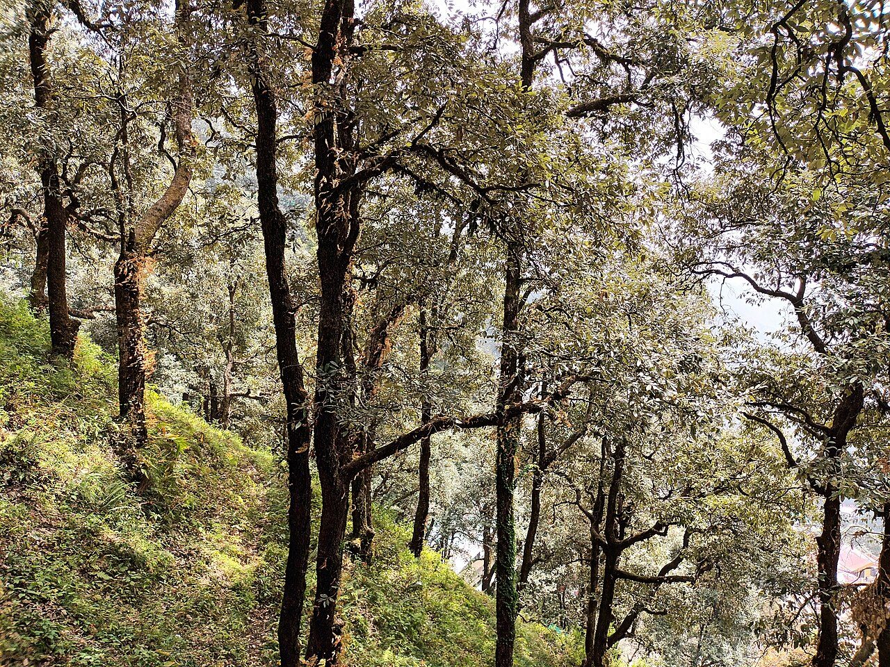Lal Tibba