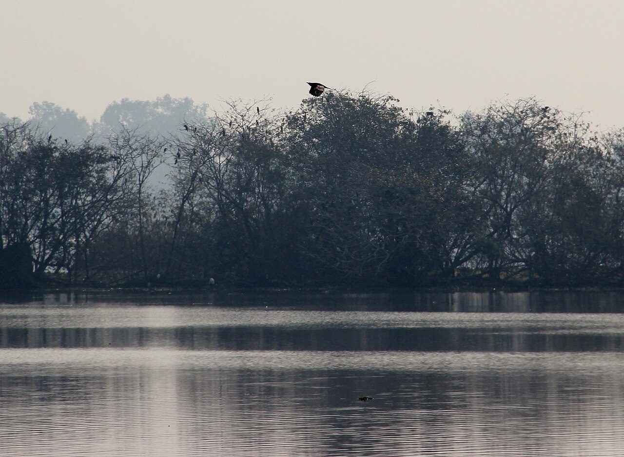 Harike Wetland