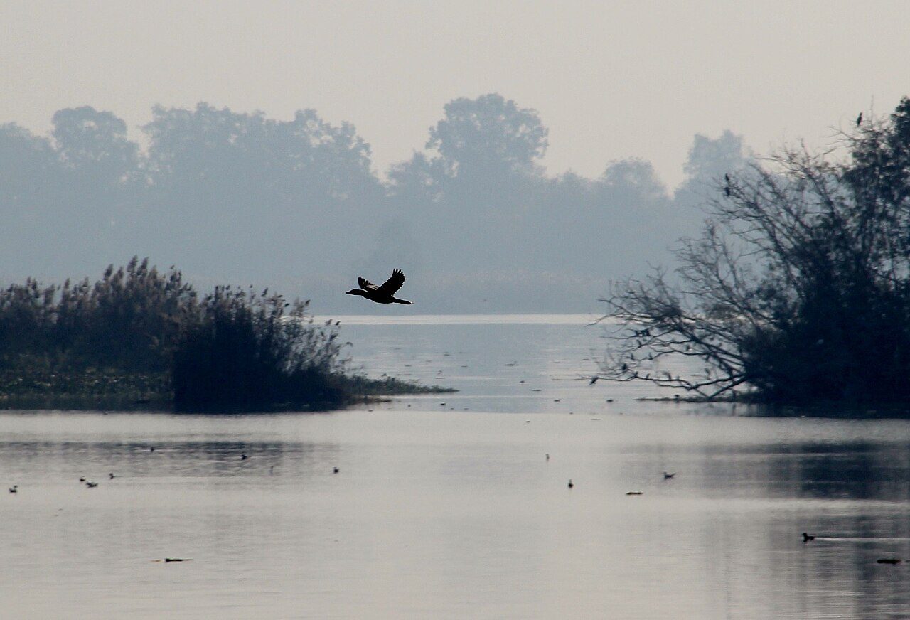Harike Wetland
