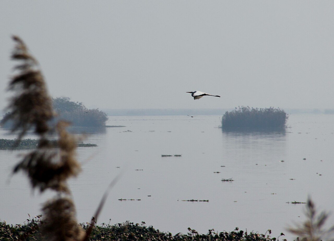 Harike Wetland