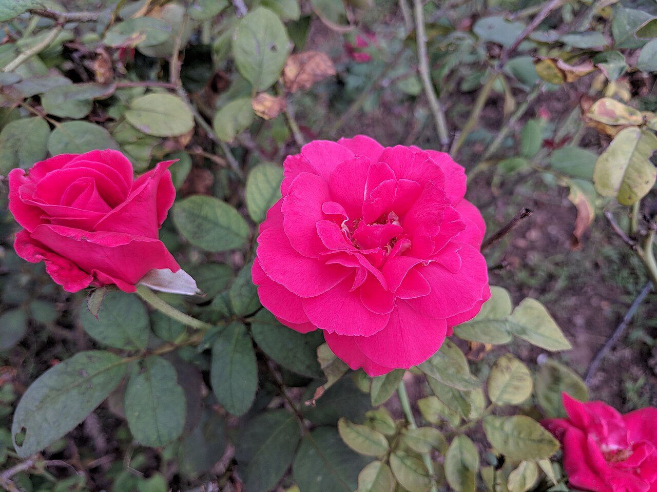 Zakir Hussain Rose Garden