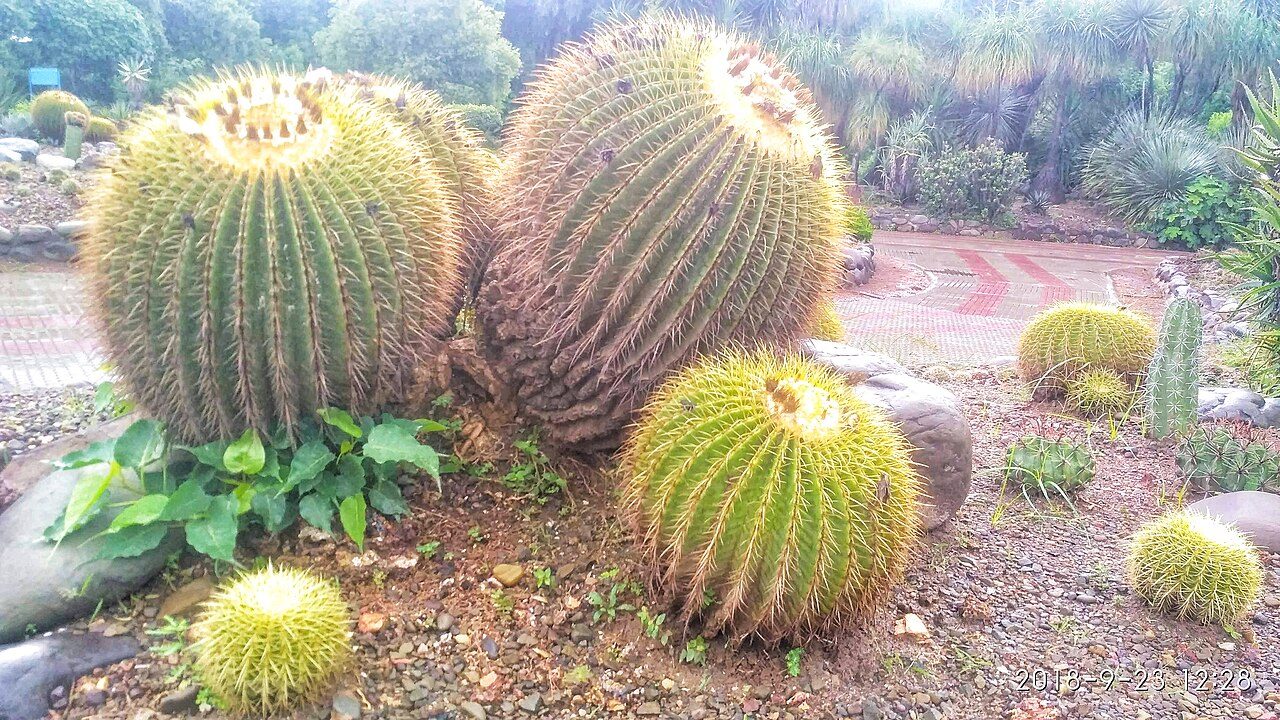 Cactus Garden Panchkula
