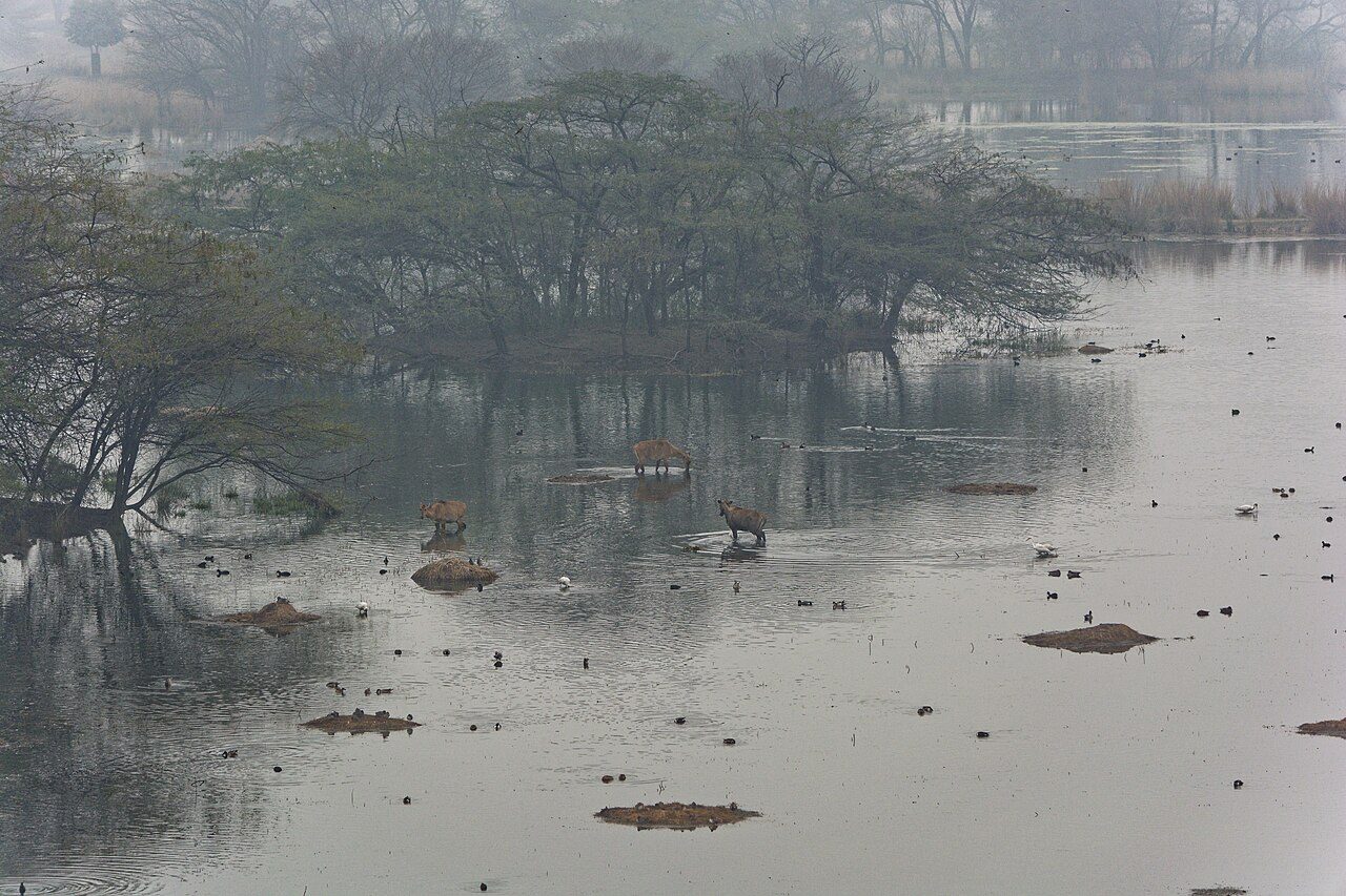 Sultanpur National Park