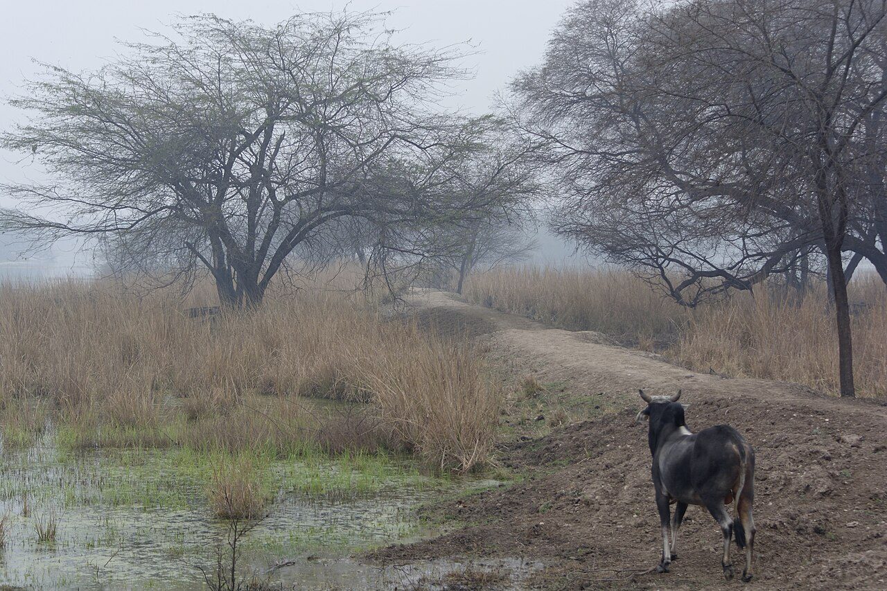 Sultanpur National Park