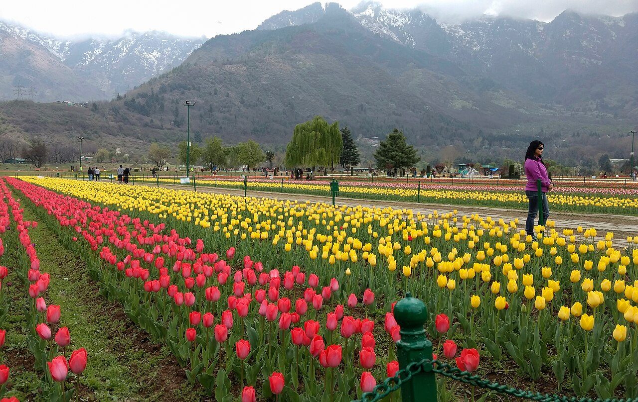 Tulip Garden Srinagar