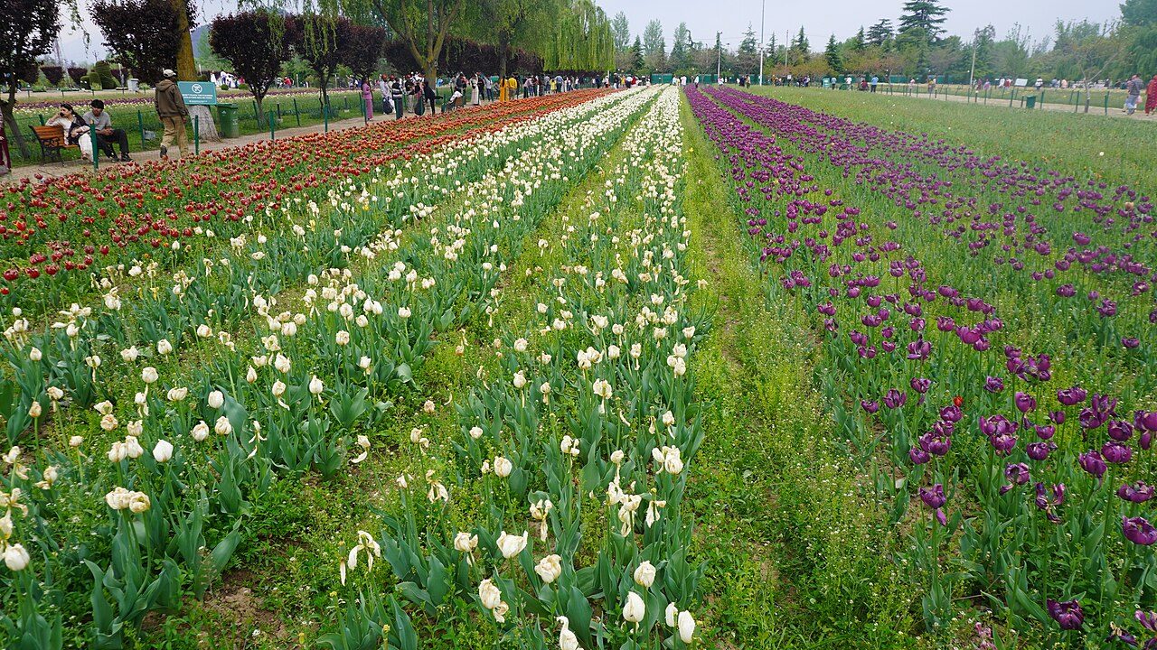 Tulip Garden Srinagar